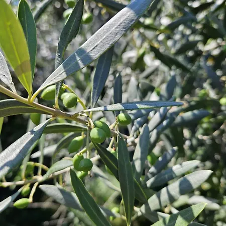 Apartment Casa Toupeira