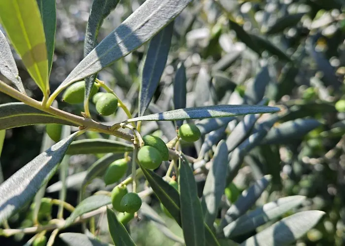 Διαμέρισμα Casa Toupeira